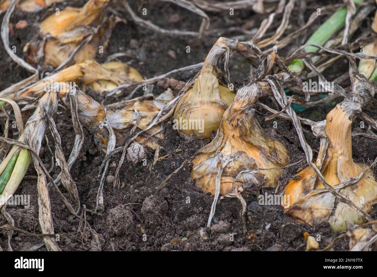 Common onions (Allium cepa), in a bed, onion harvest, Muensterland