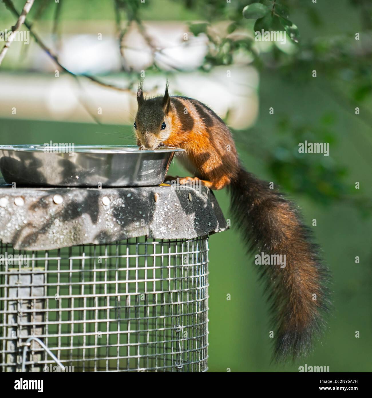 EURASIAN RED SQUIRREL SCIURUS VULGARIS visual data 8