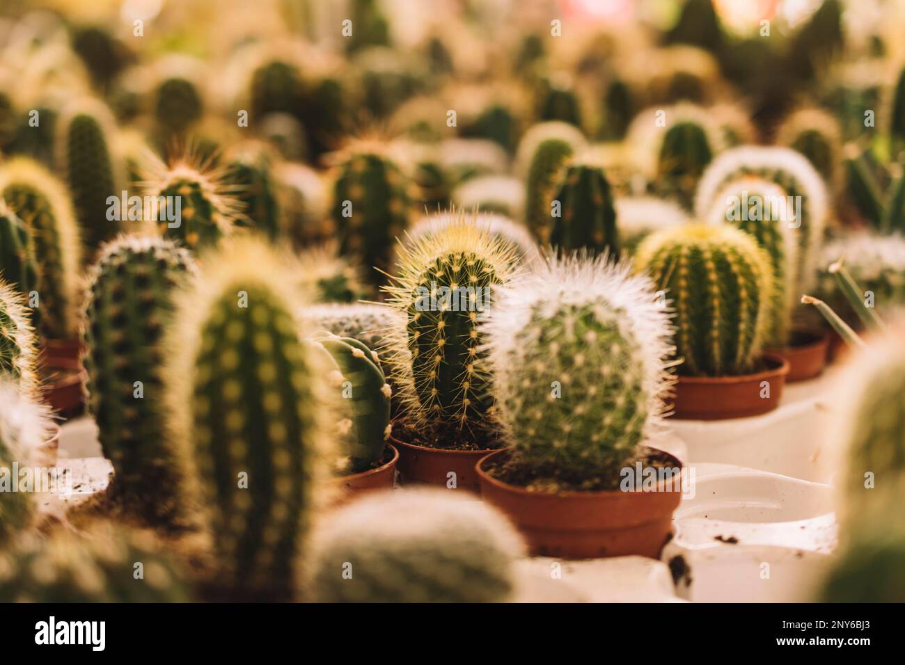 Bristle cactus hi-res stock photography and images - Alamy