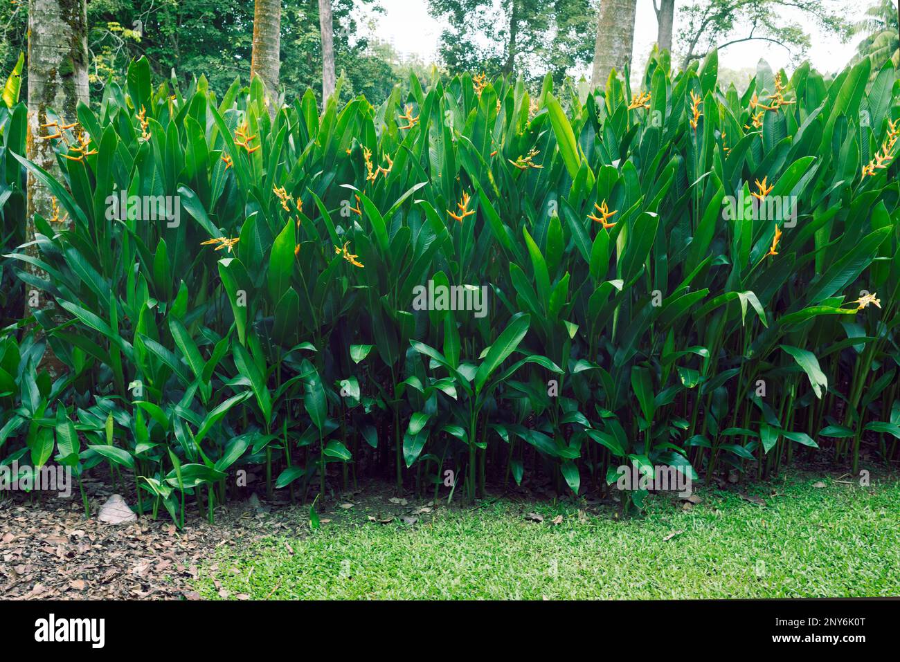 green blossom heliconia plants in Singapore botanical garden Stock Photo