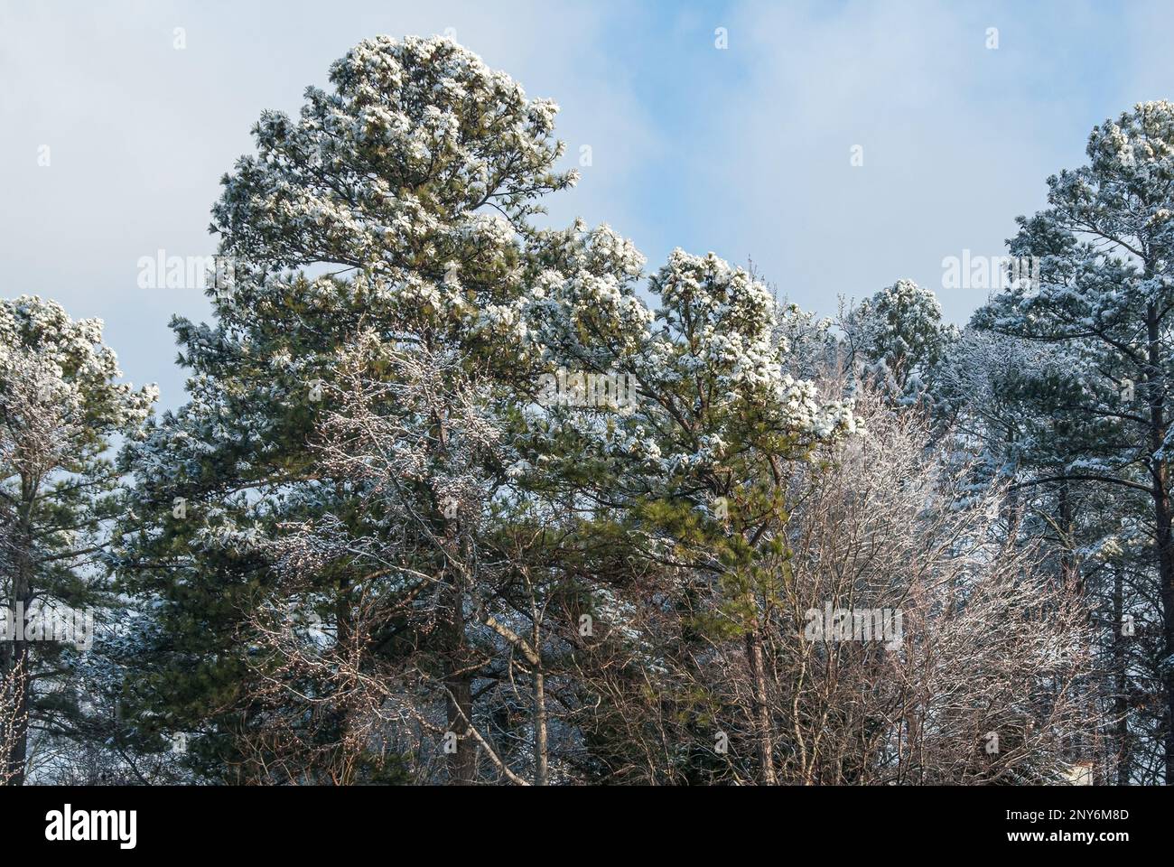 Snow frosted trees in Metro Atlanta, Georgia. (USA) Stock Photo