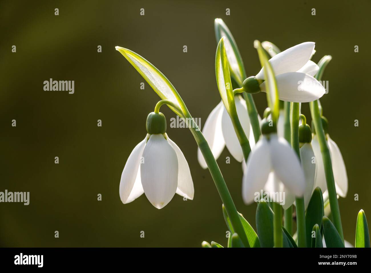 white snowdrop flowers Galanthus nivalis growth in snow. Beautiful spring natural green background. early spring season concept First flowers postcard Stock Photo