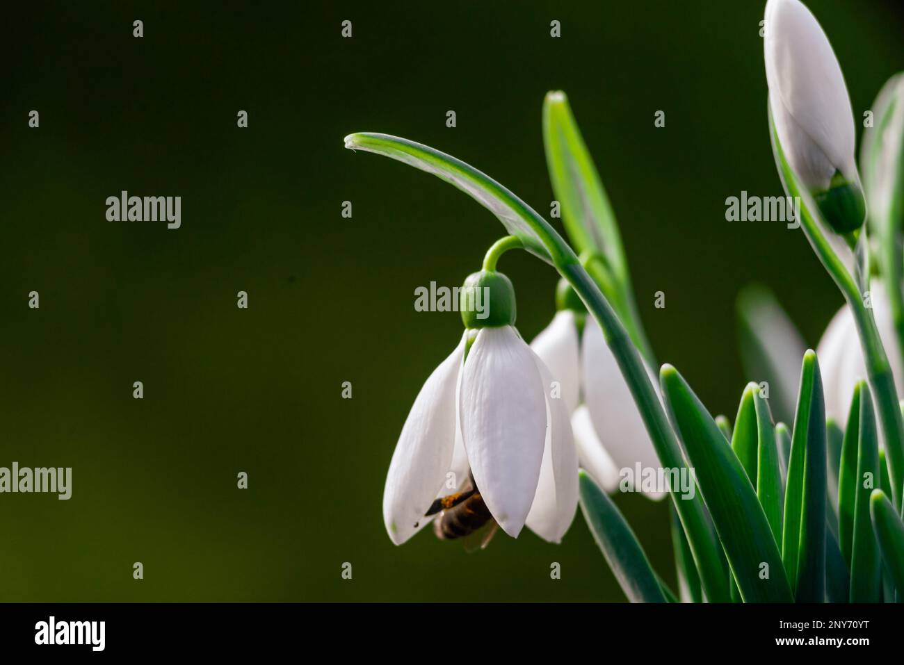 white snowdrop flowers Galanthus nivalis growth in snow. Beautiful spring natural green background. early spring season concept First flowers postcard Stock Photo