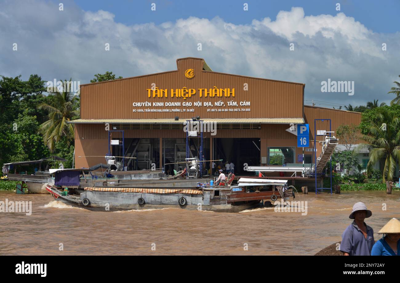 Rice production, Sa Dec, Mekong Delta, Vietnam Stock Photo Alamy