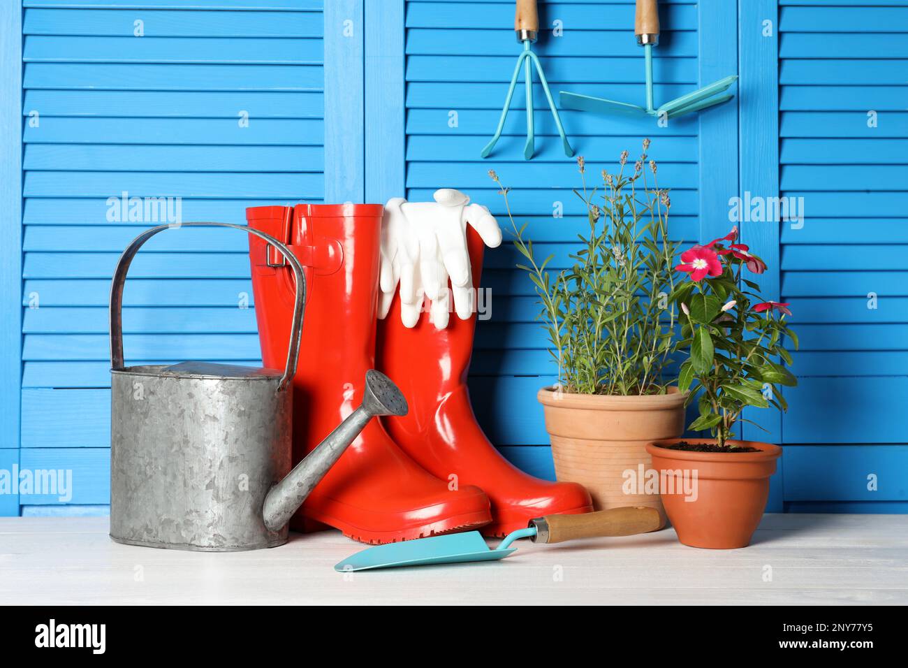 Beautiful flowers and gardening tools on white wooden table near light blue wall Stock Photo