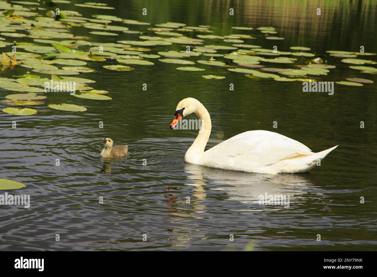 View to the wild little lake in the historic village Ihlow with cute white swans, federal State Brandenburg - Germany Stock Photo