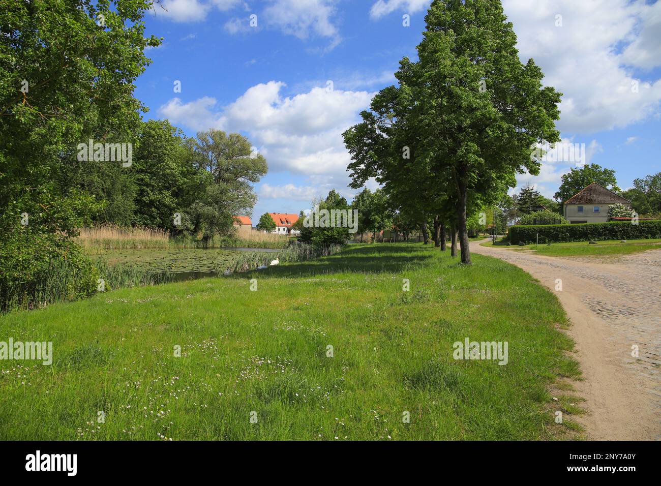 View to the historic village Ihlow with the lake and cute white swans in the background, federal State Brandenburg - Germany Stock Photo