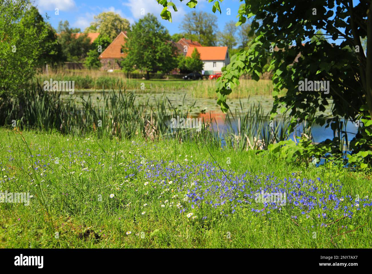 A wildflower meadow around the lake in the historic village Ihlow, federal State Brandenburg - Germany Stock Photo