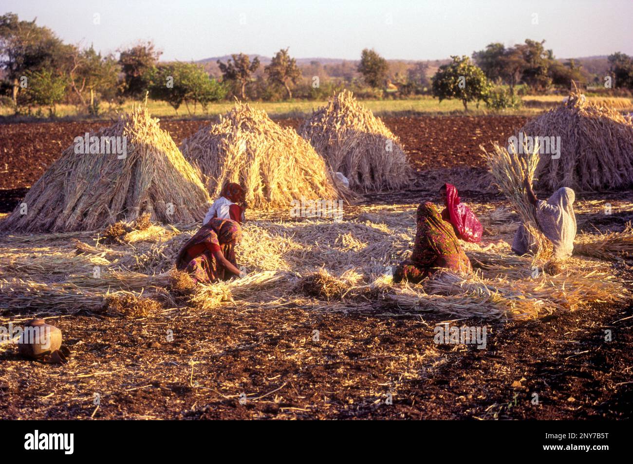 Maldhari women separating the corn at Sasan Gir, Gujarat, India, Asia