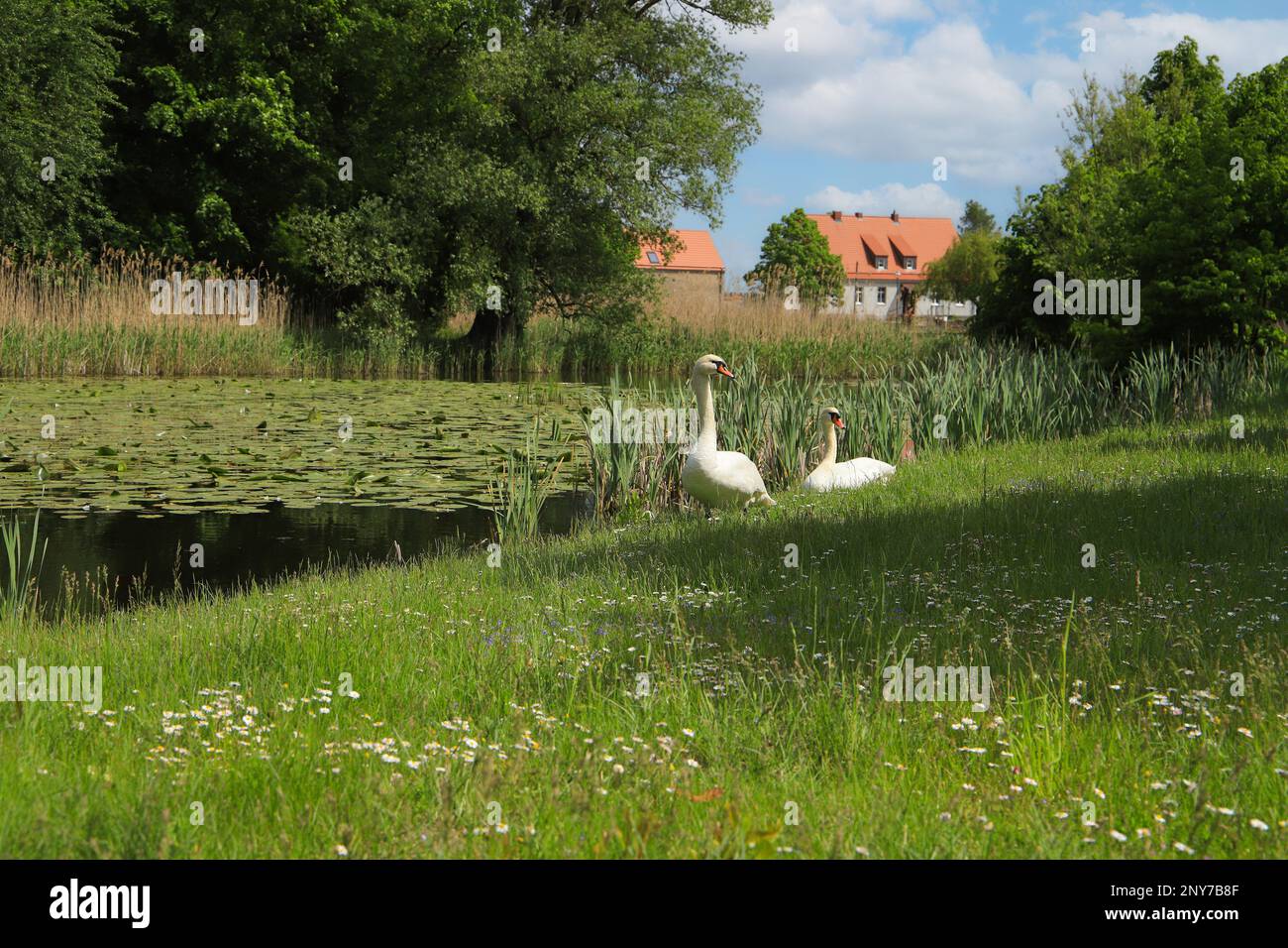View to the wild little lake in the historic village Ihlow with cute white swans, federal State Brandenburg - Germany Stock Photo