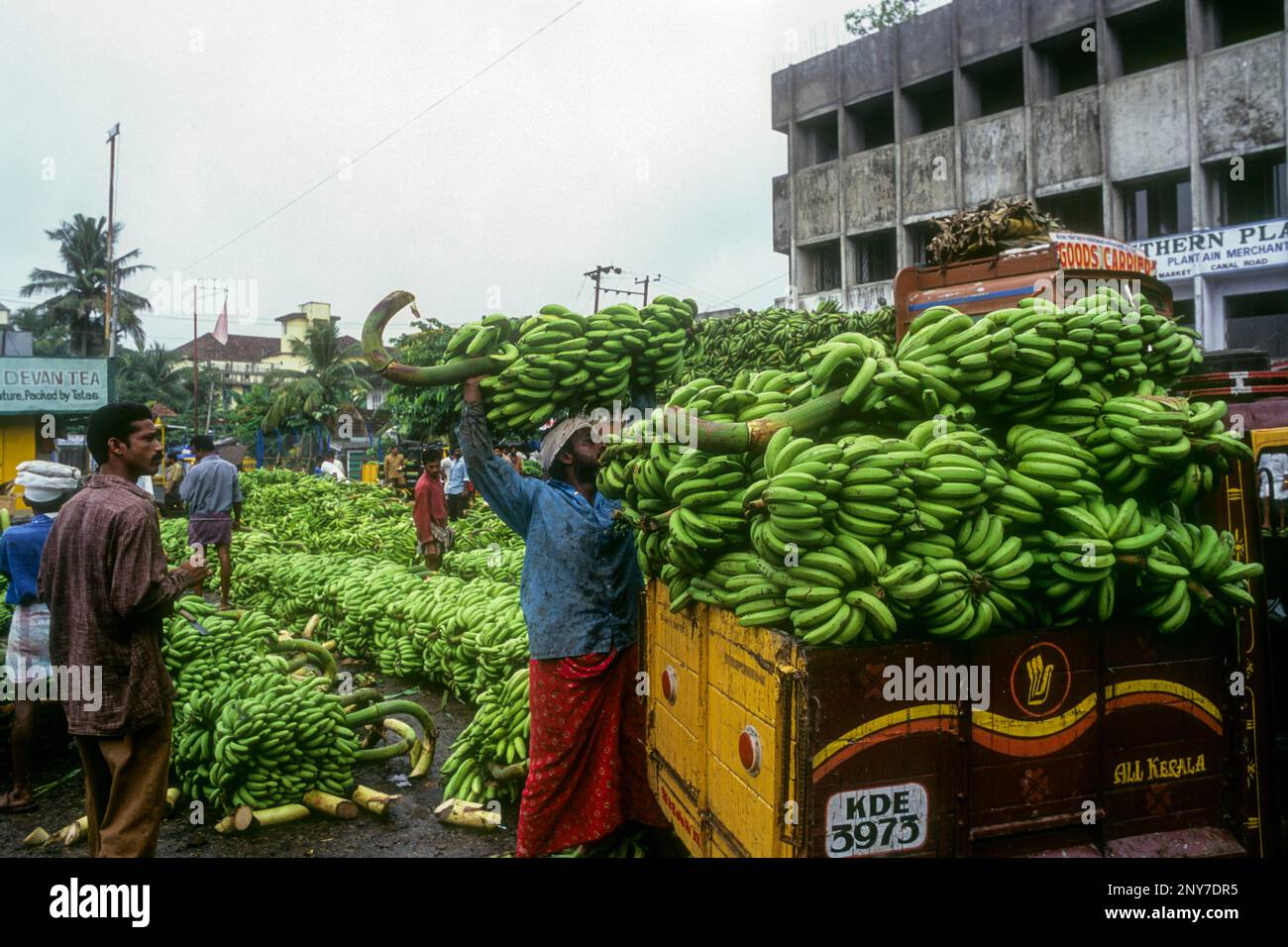 A man unloading the bananas, Banana market at Ernakulam, Kochi, Kerala