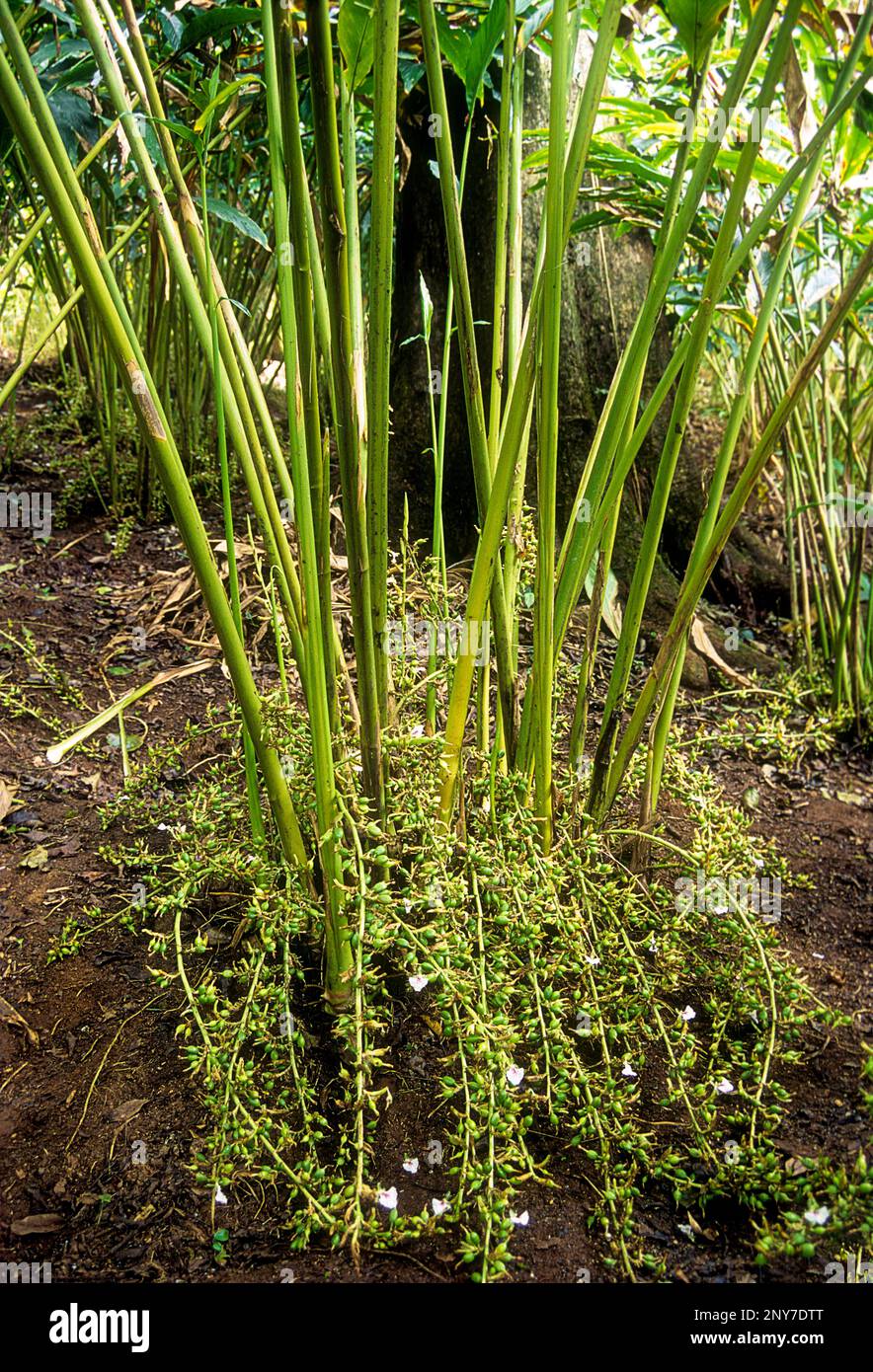 Cardamom plant hires stock photography and images Alamy