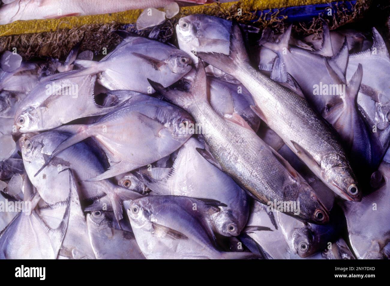 Fresh fish for sale at Kochi Cochin, Kerala, South India, India, Asia
