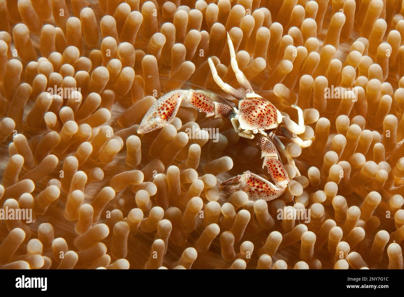 Spotted anemone crab, Spotted anemone crab, spotted porcelain crab (Neopetrolisthes maculatus), Indo-Pacific Stock Photo