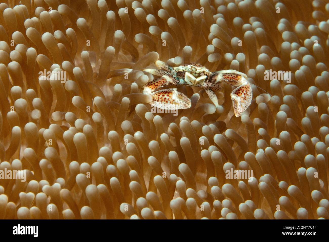 Spotted anemone crab, Spotted anemone crab, spotted porcelain crab (Neopetrolisthes maculatus), Indo-Pacific Stock Photo