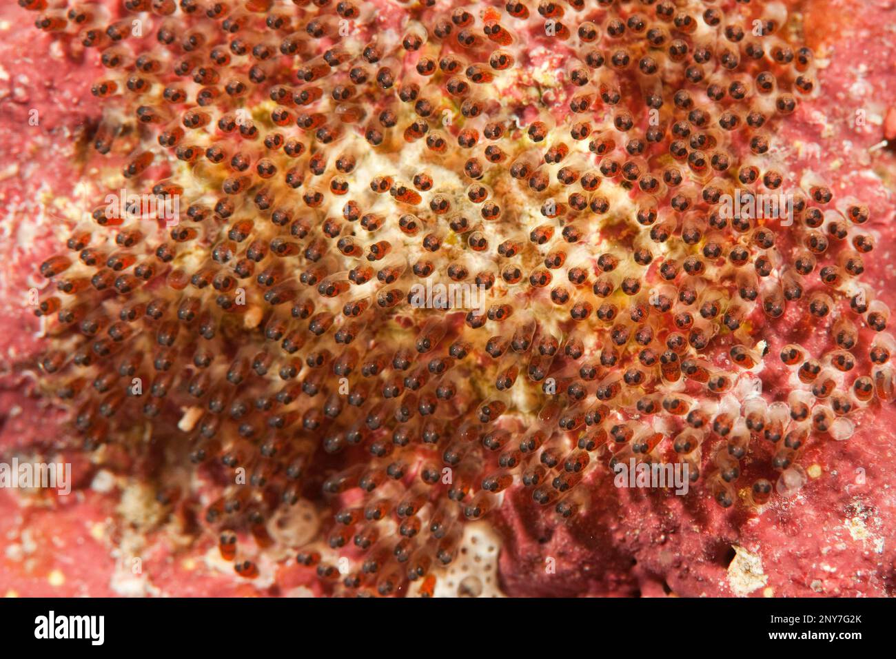 Clark's anemonefish (Amphiprion clarkii), clutch, Pacific Ocean, Yap, FSM, Federated States vo, Micronesia Stock Photo