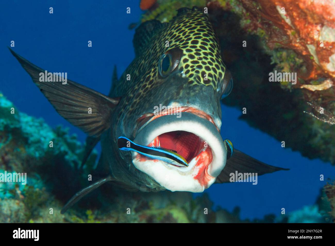 Harlequin sweetlip (Plectorhinchus chaetodonoides) with bluestreak cleaner wrasse (Labroides dimidiatus), cleaner station in reef, Yap Caverns, Ya Stock Photo