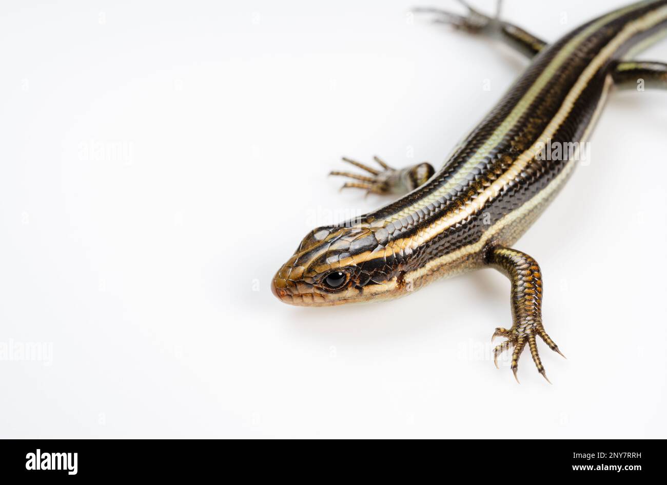 A juvenile Japanese five-lined skink on a white background Stock Photo ...