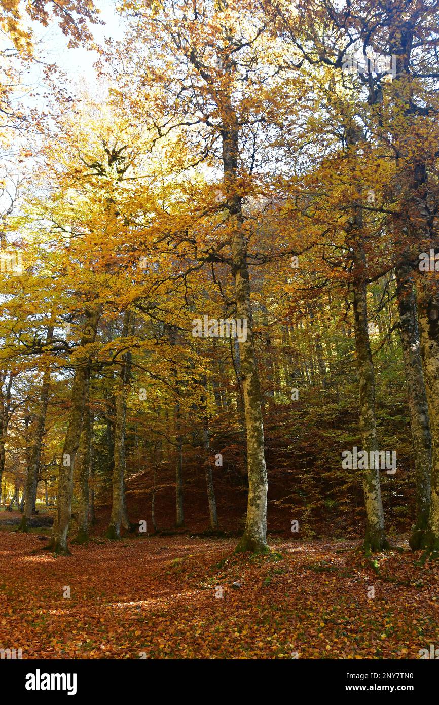 Beech forest in the Pyrenees Stock Photo