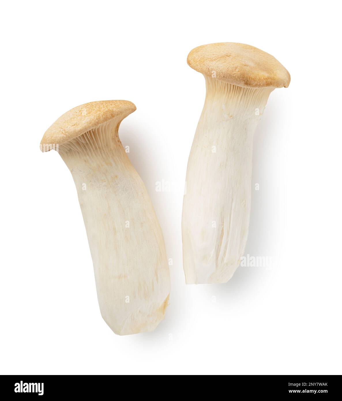 eryngii mushrooms placed on a white background. king oyster mushroom