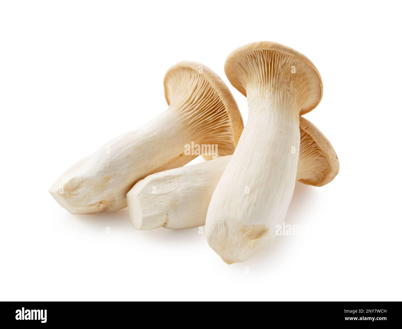 eryngii mushrooms placed on a white background. king oyster mushroom