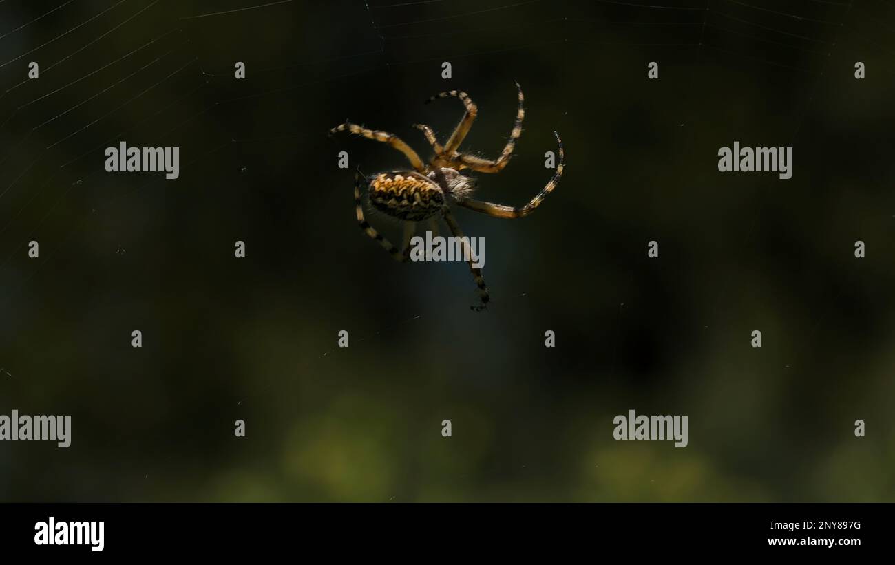 Web Spinning Insect Big spider making web night hi-res stock photography and images - Alamy