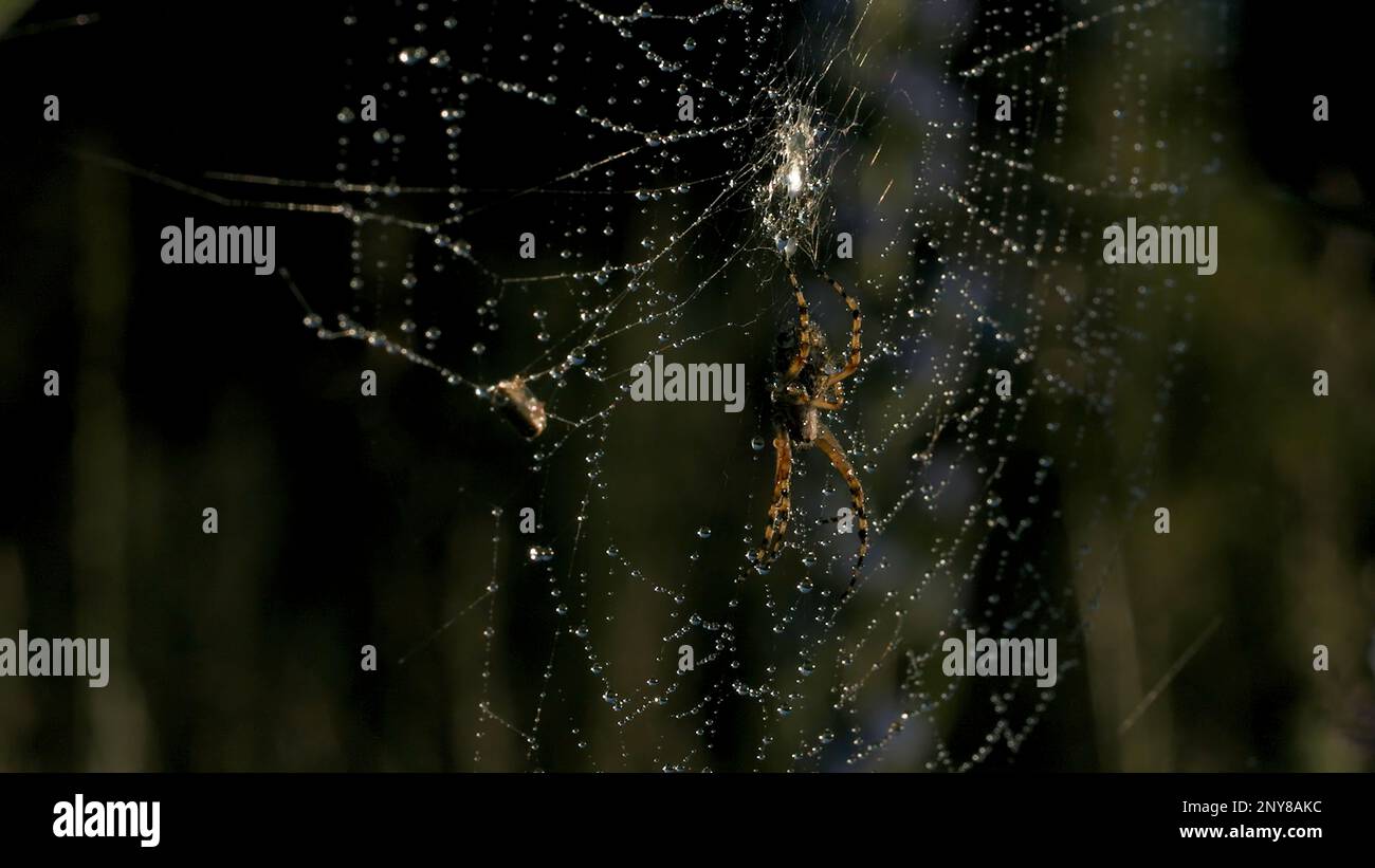 Web Spinning Insect Big spider making web night hi-res stock photography and images - Alamy