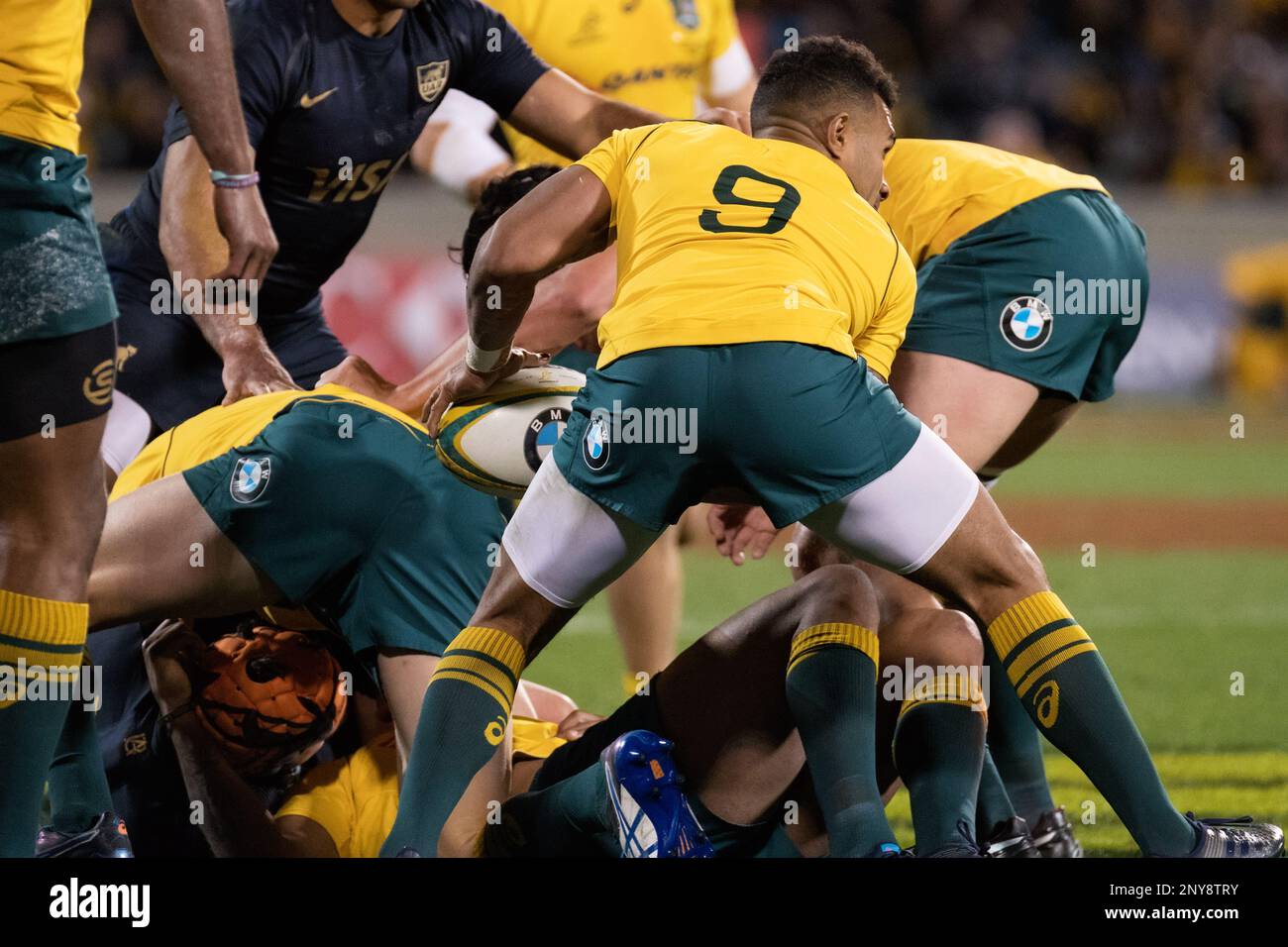 CANBERRA, ACT - SEPTEMBER 16: Wallabies scrum half Will Genia ready to pass  the ball at the 2017 Rugby Championship game between the Australia  Wallabies and the Argentina Pumas on September 16,