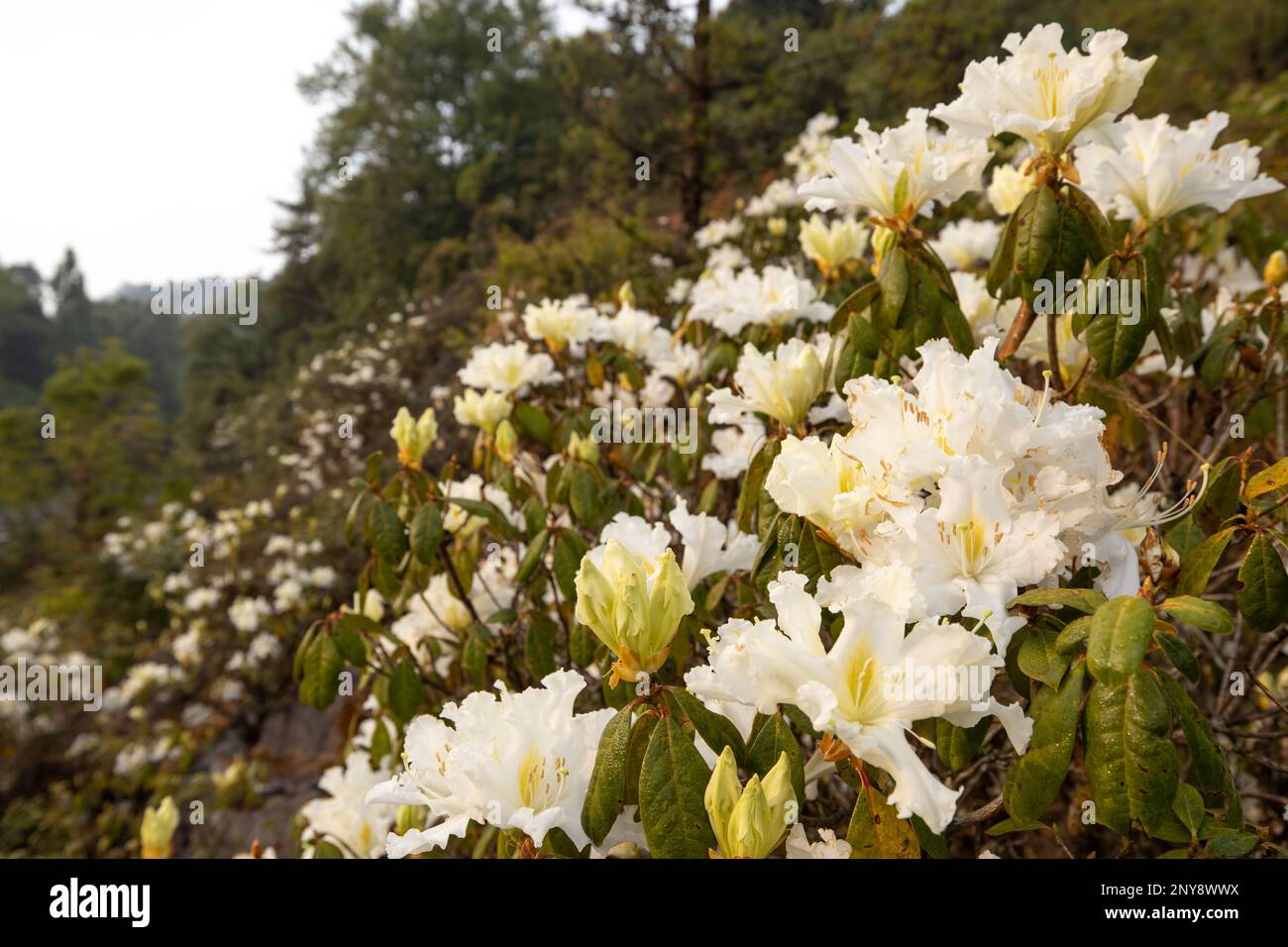 The landscape of white Rhododendron flowers in full bloom on a winter morning, rhododendron forest in the Himalayas Mountain Range. Selective focus. Stock Photo