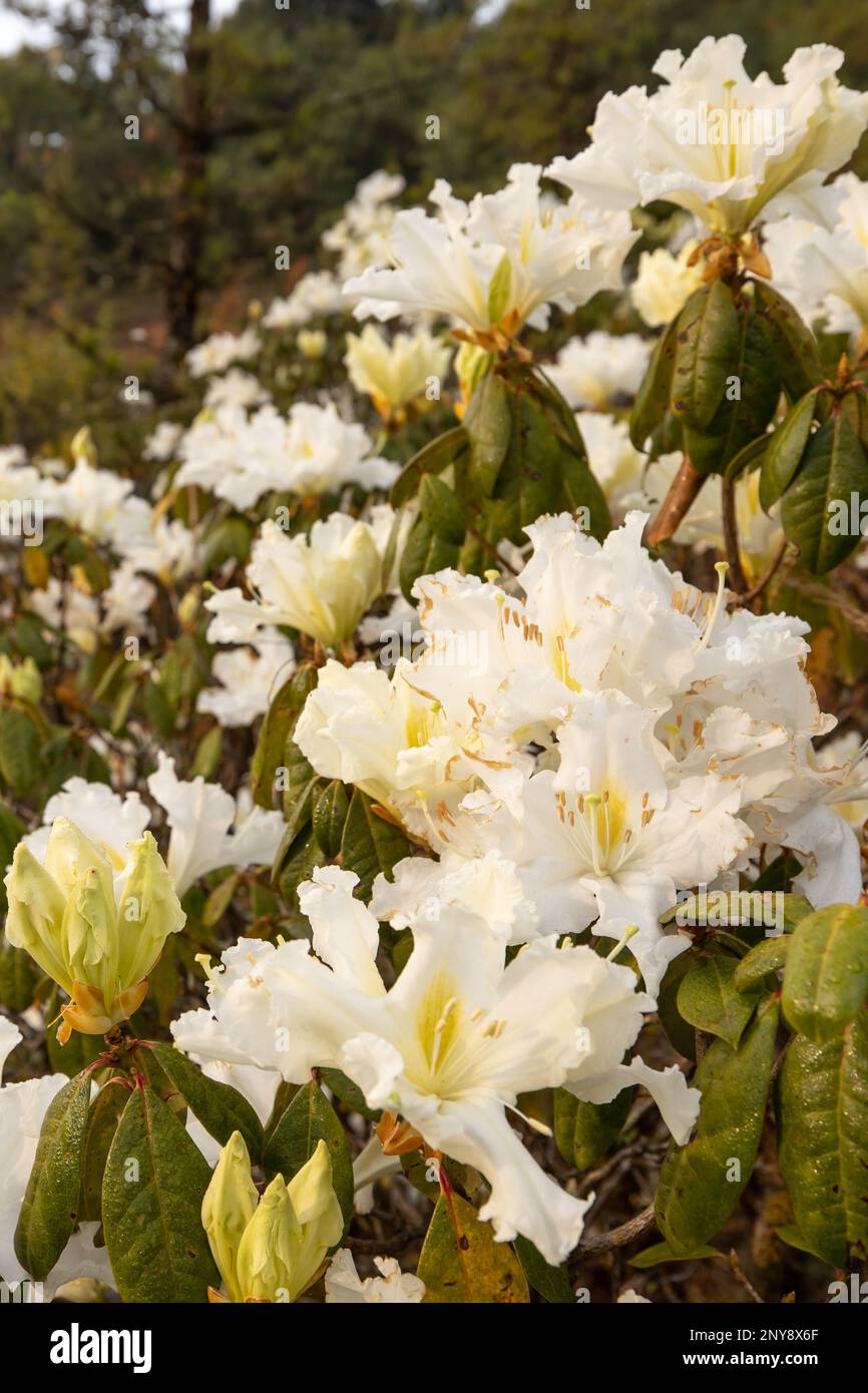 The landscape of white Rhododendron flowers in full bloom on a winter morning, rhododendron forest in the Himalayas Mountain Range. Selective focus. Stock Photo