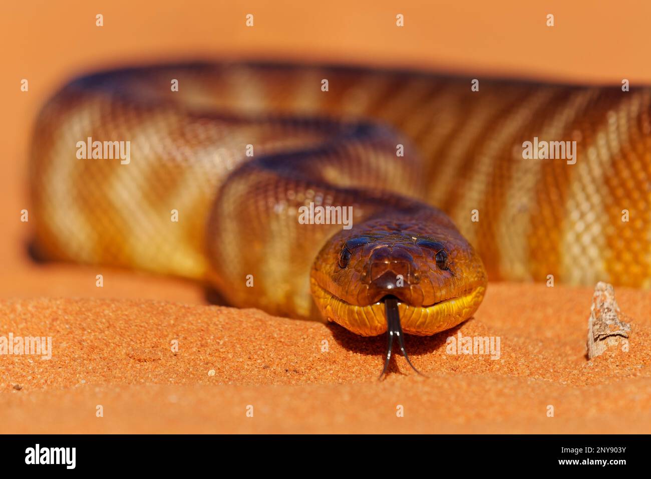 Woma python - Aspidites ramsayi also Ramsay's python, Sand python or Woma, snake on the sandy beach, endemic to Australia, brown and orange with darke Stock Photo