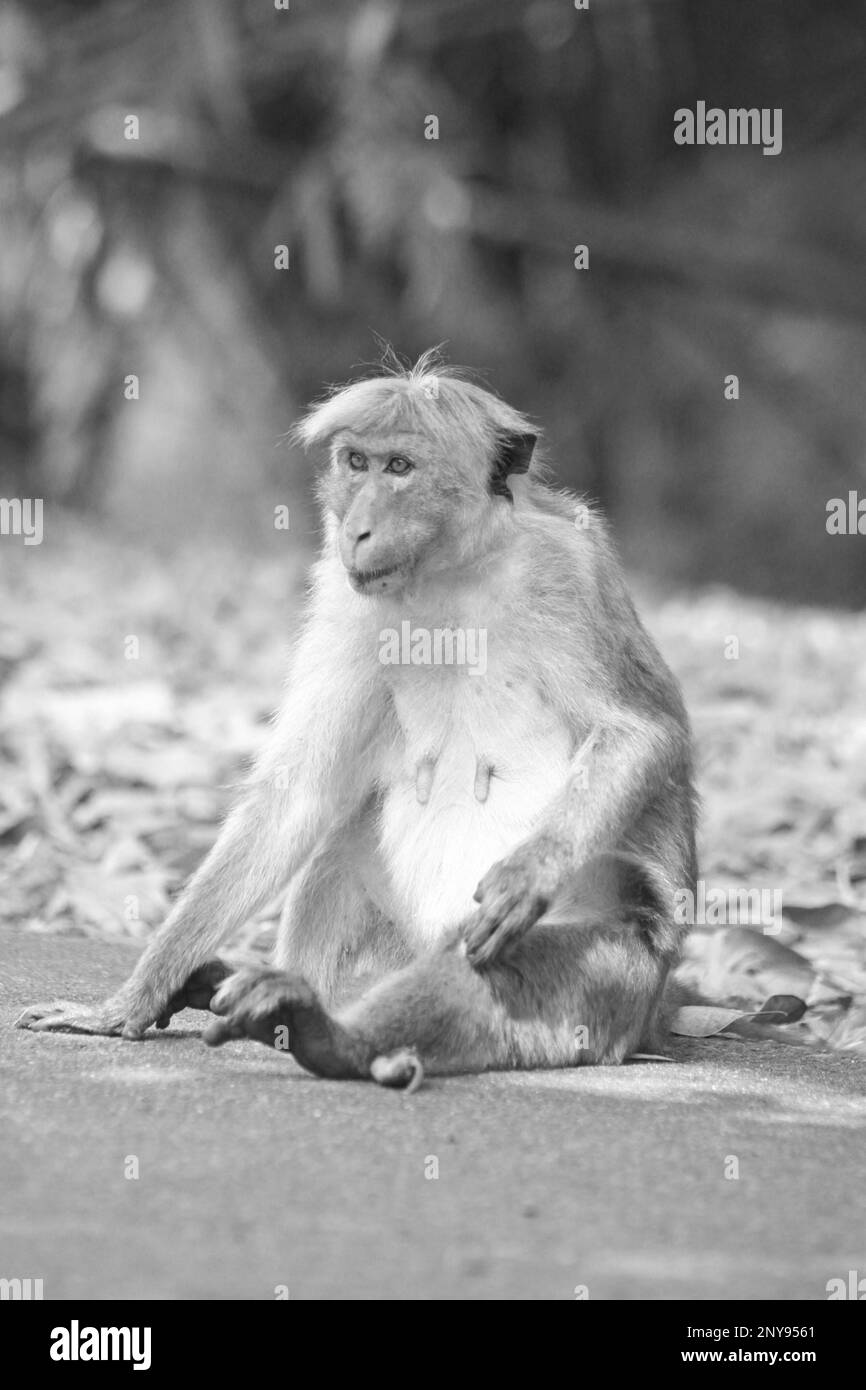 Sri Lakan Monkey Stock Photo