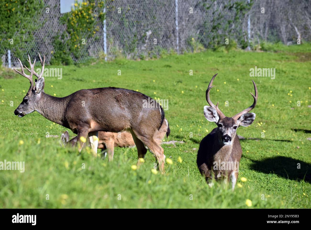 Bucks spend time at the Presidio of Monterey, Calif., Jan. 26. Stock Photo