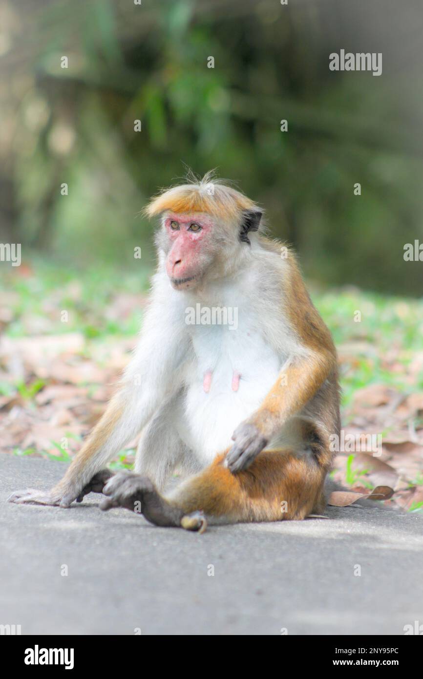 Sri Lakan Monkey Stock Photo