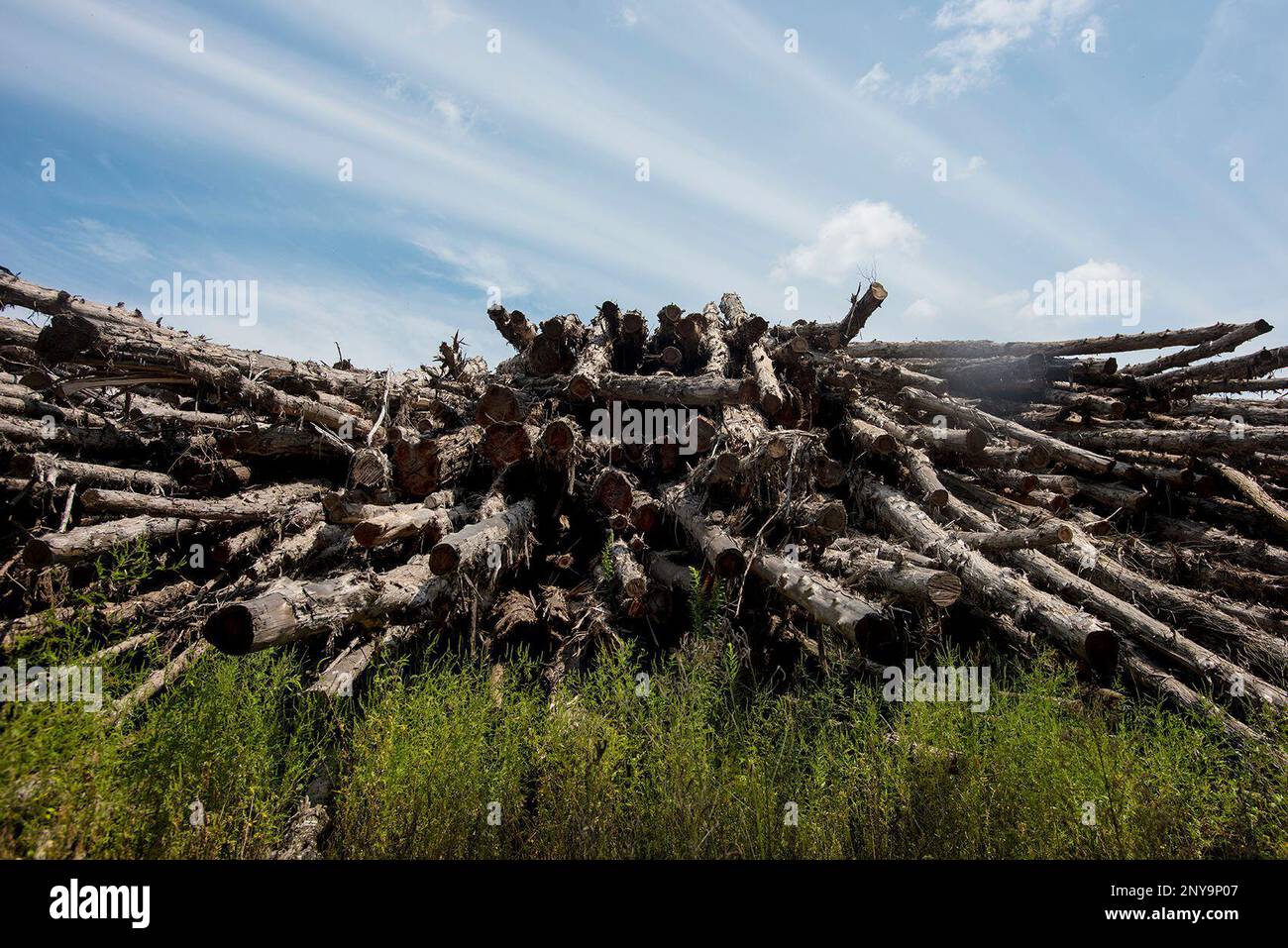 Timber at Wilcox Timber & Lumber in Rusk, Texas, on Tuesday, Sept. 12,  2017. Wilcox Timber & Lumber is a family-owned specialty sawmill offering  quality woods like cedar, mesquite and cypress. They