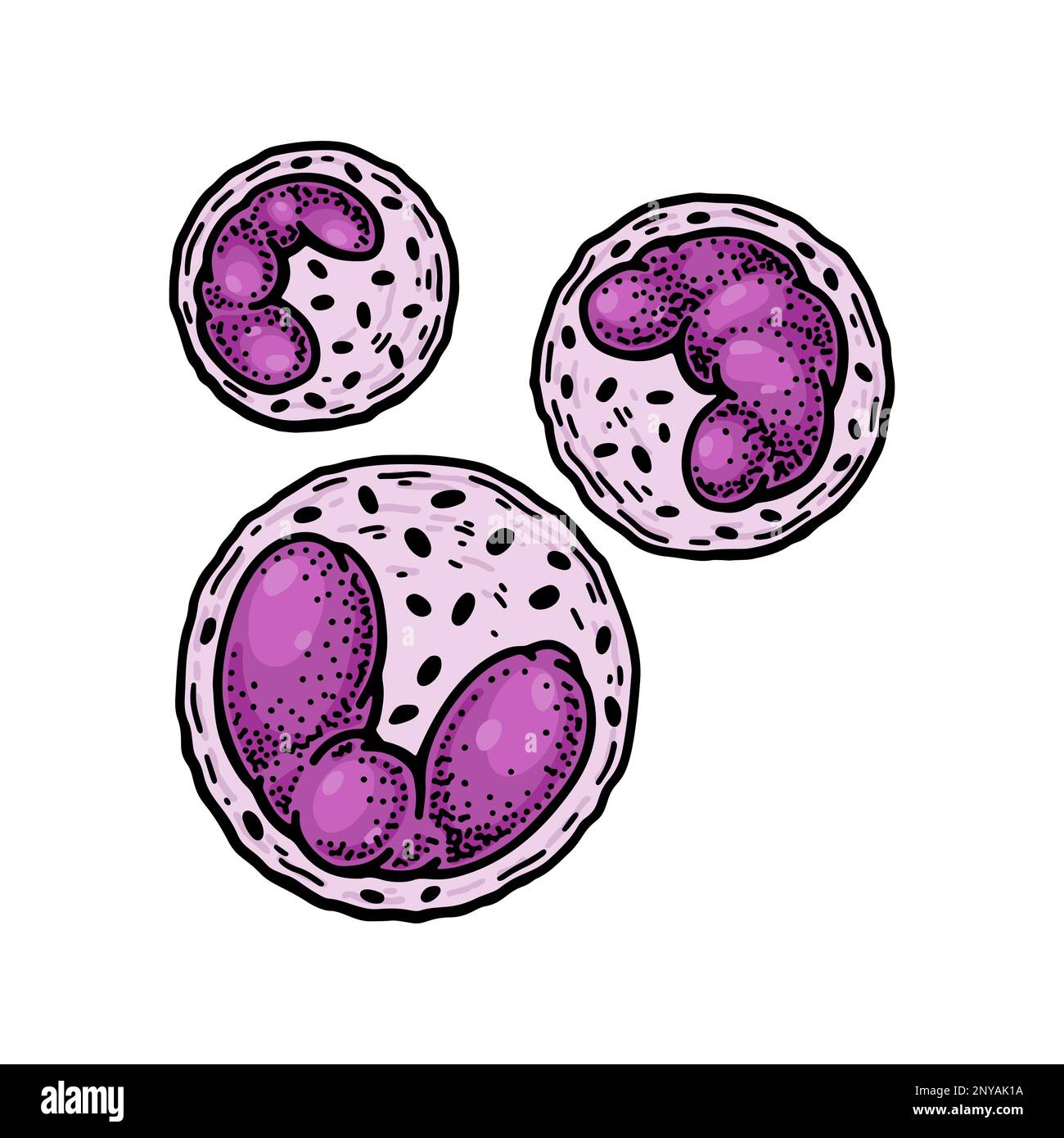 Basophil leukocyte white blood cells isolated on white background. Hand drawn scientific microbiology vector illustration in sketch style Stock Vector