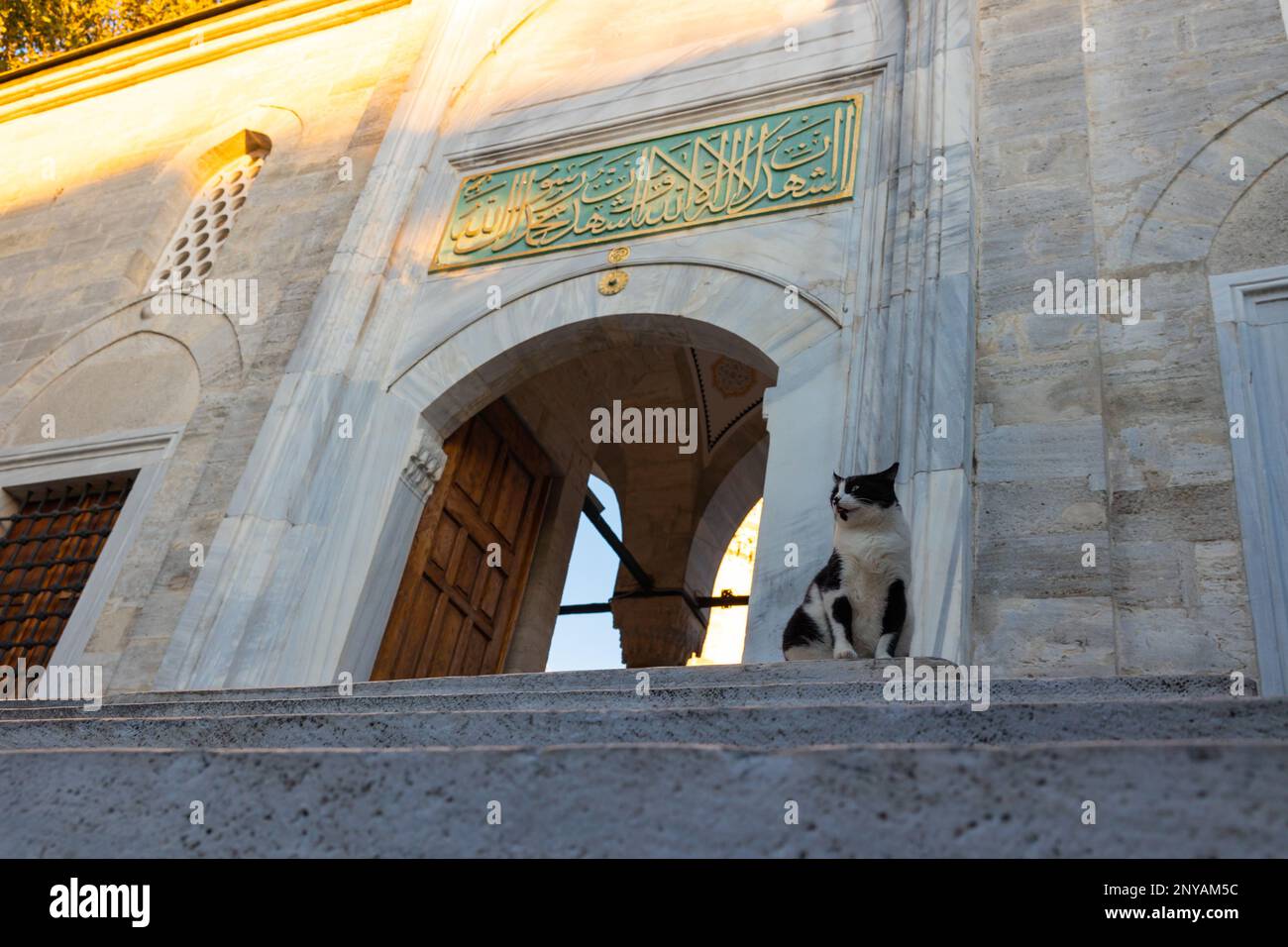 Stray cats of Istanbul background photo. A stray cat in front of a