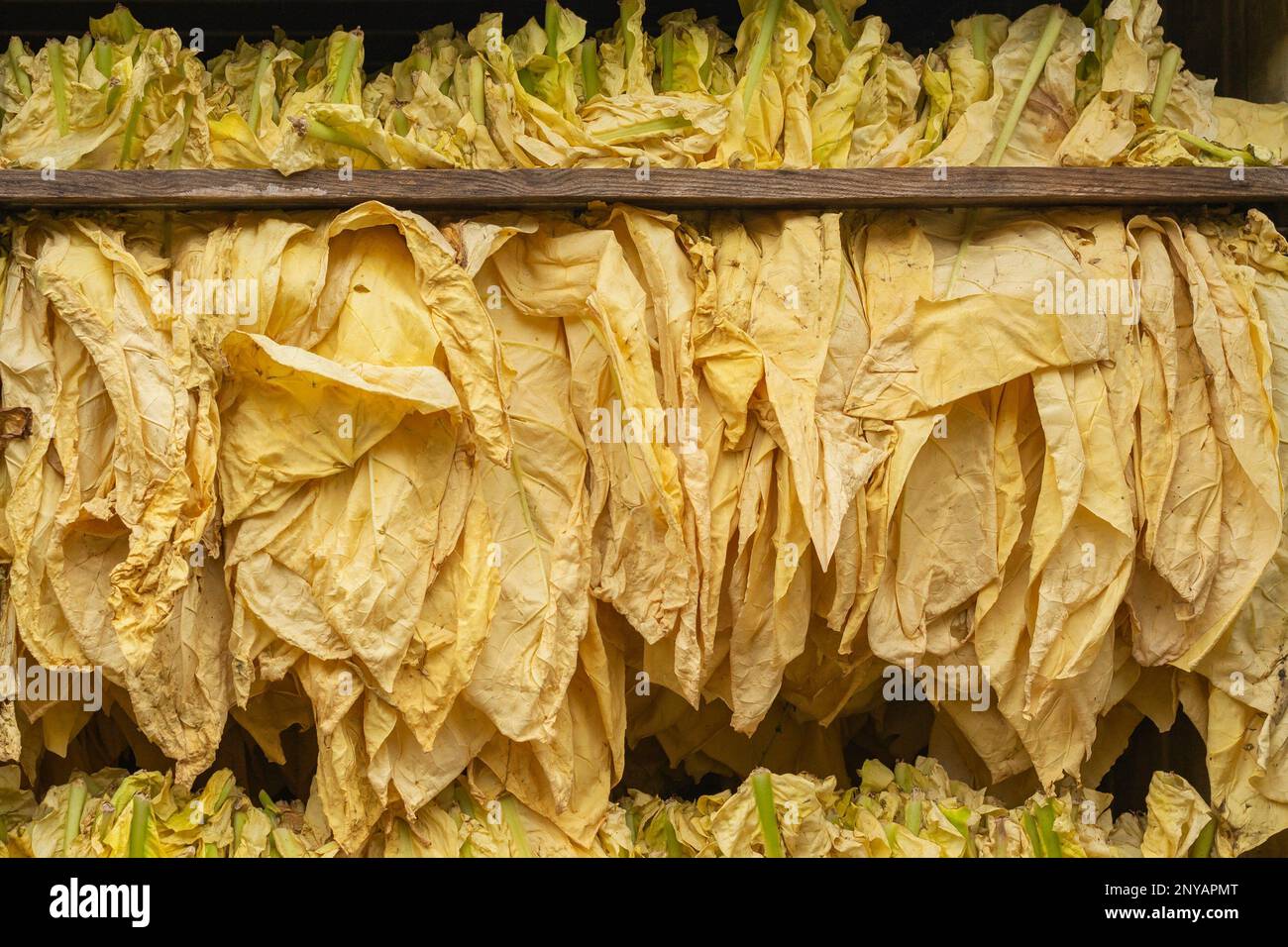 Flue cured tobacco cultivation hires stock photography and images Alamy