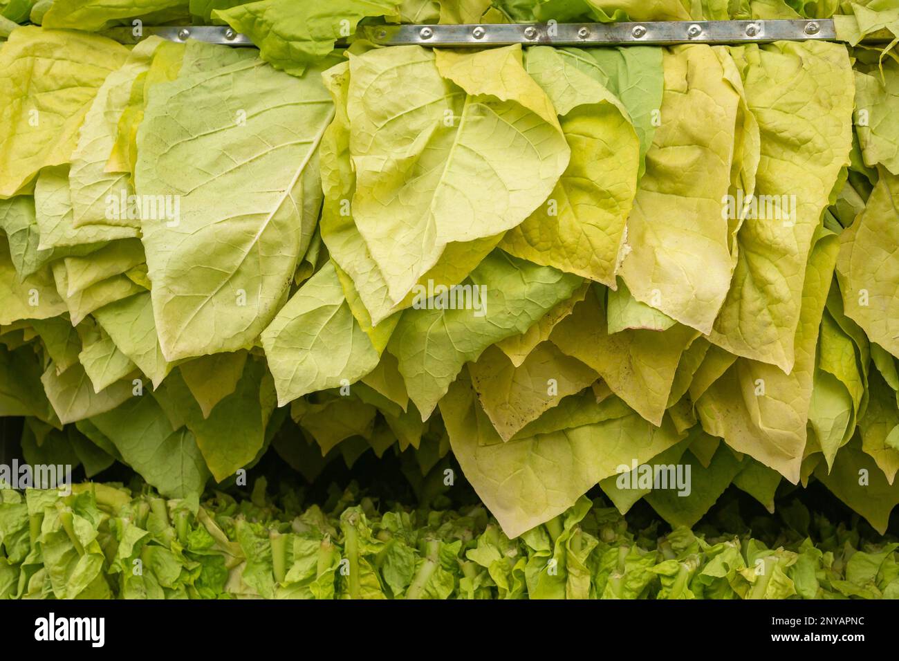Dried leaves hi-res stock photography and images - Alamy