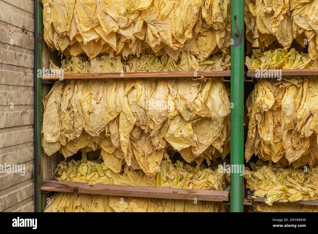 Drying container full of dried tobacco leaves Stock Photo Alamy