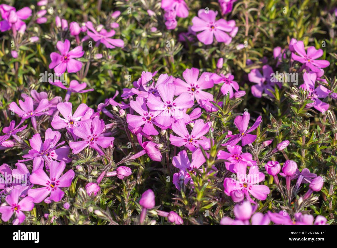 A dense carpet of purple Phlox subulata plant. Flame phlox. Rockery