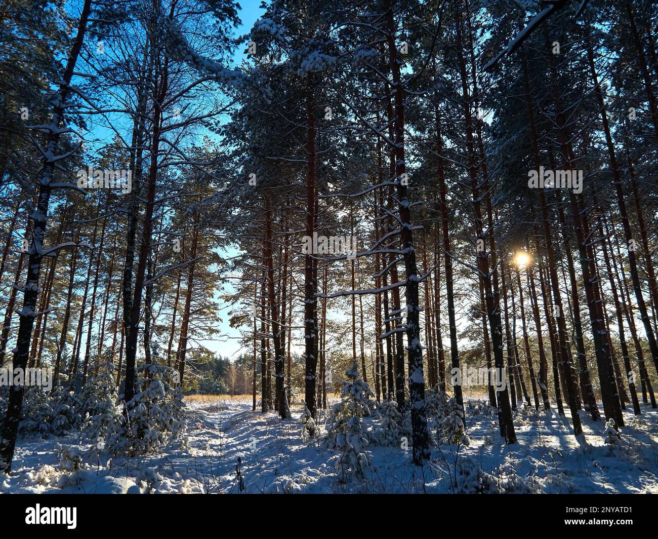 Snowy pine forest hi-res stock photography and images - Alamy