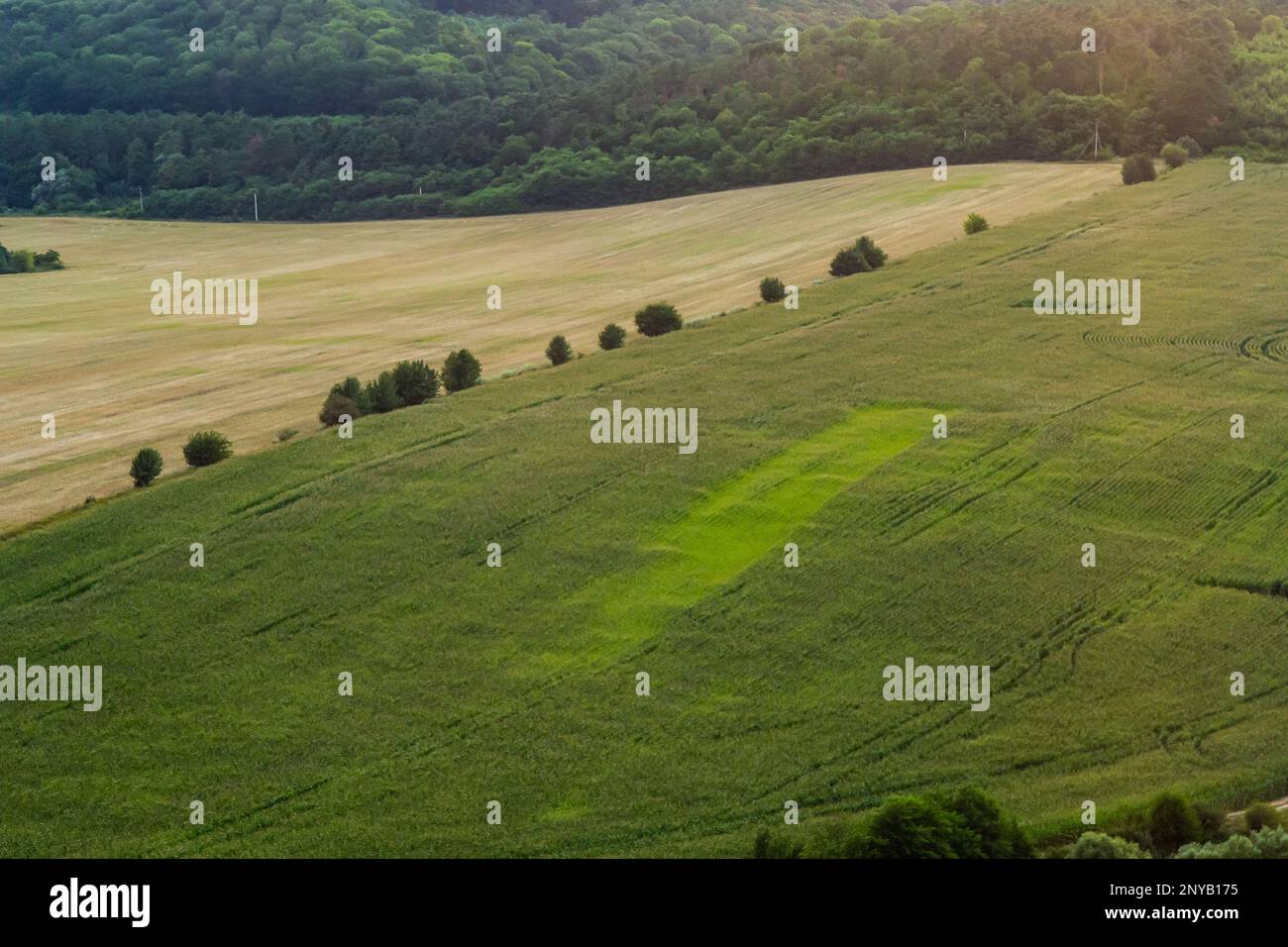 Agricultural Rolling Spring Autumn Landscape. Natural Landscape In Brown And Yellow Color. Waved Cultivated Row Field And Tree. Striped Undulating Unr Stock Photo