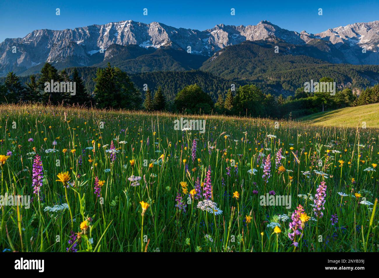 Mountain meadow, Eckbauer, Garmisch Partenkirchen, Wetterstein Mountains, Upper Bavaria, Bavaria, Germany, Europe Stock Photo