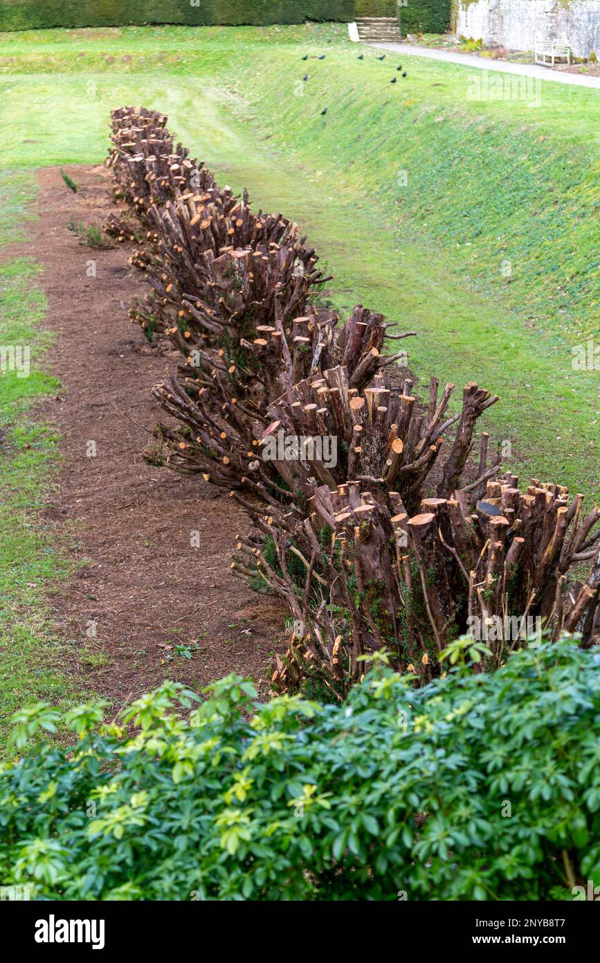 12 Apostles line of Irish Yew trees after pruning in February 2023 restoration project, Dartington Hall estate, south Devon, England, UK Stock Photo