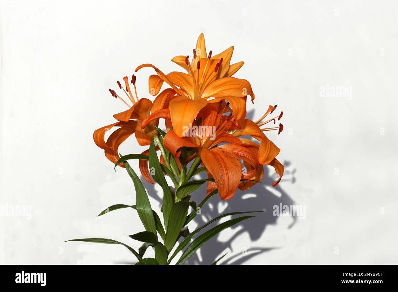 Orange lilies isolated on a white background. Closeup of the flowers and shade. Netherlands. Stock Photo