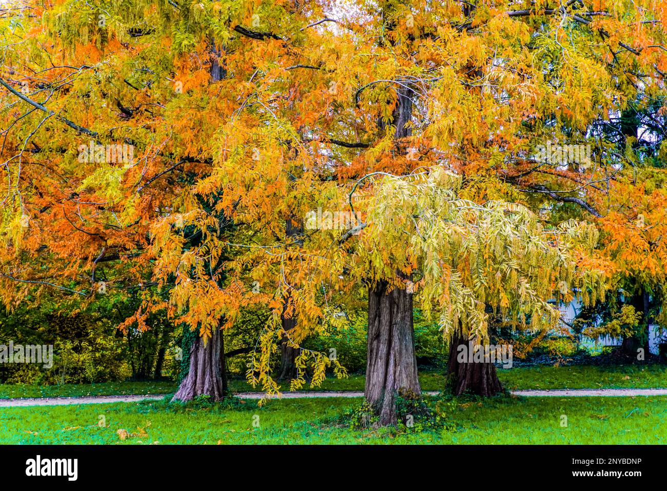 Fall Colours at Wenkenhof Park, Riehen, canton of Basel-Stadt, Switzerland. Stock Photo