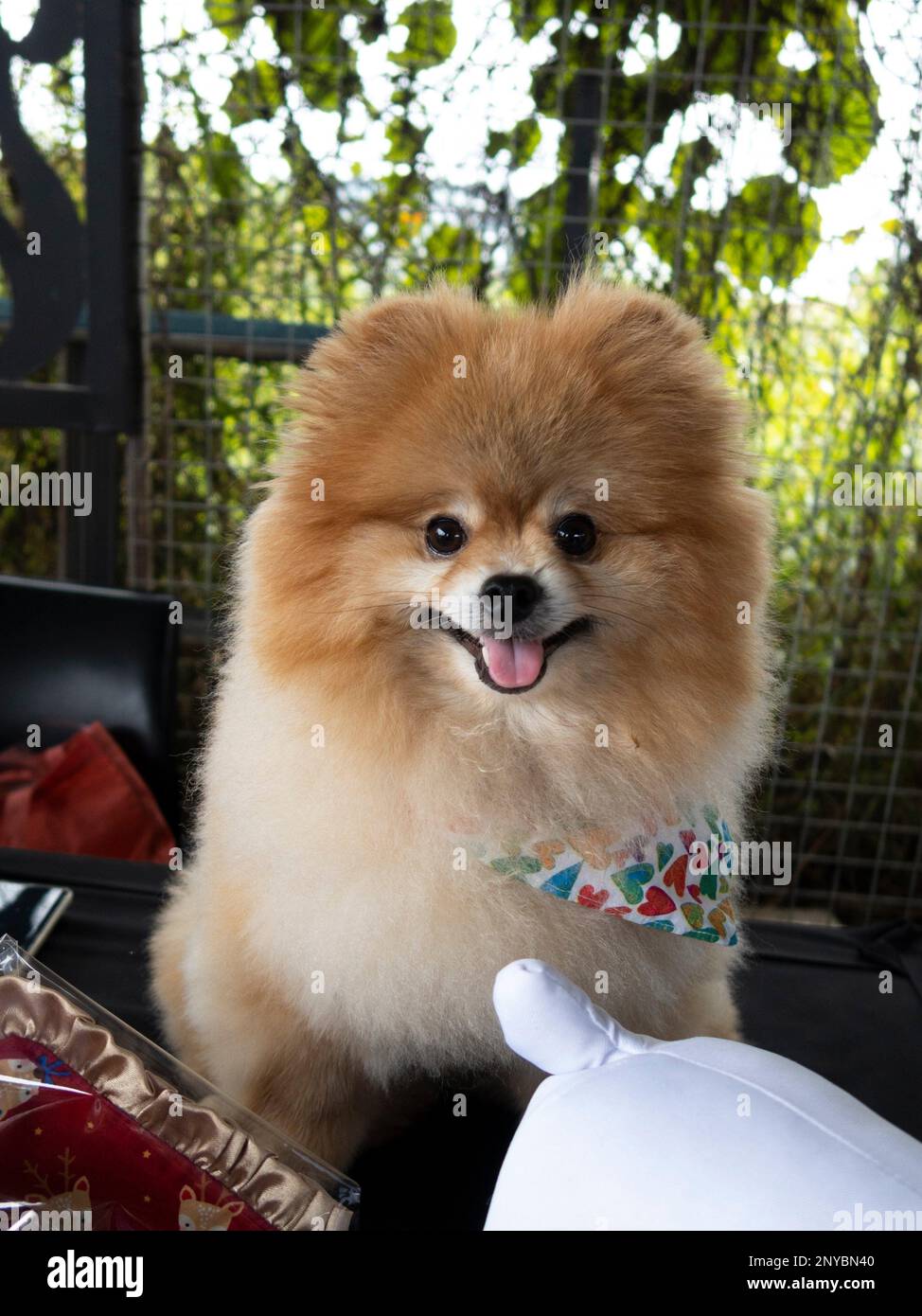 Bark Park Saradise Pet Market, Kuching, Sarawak, East Malaysia, Borneo