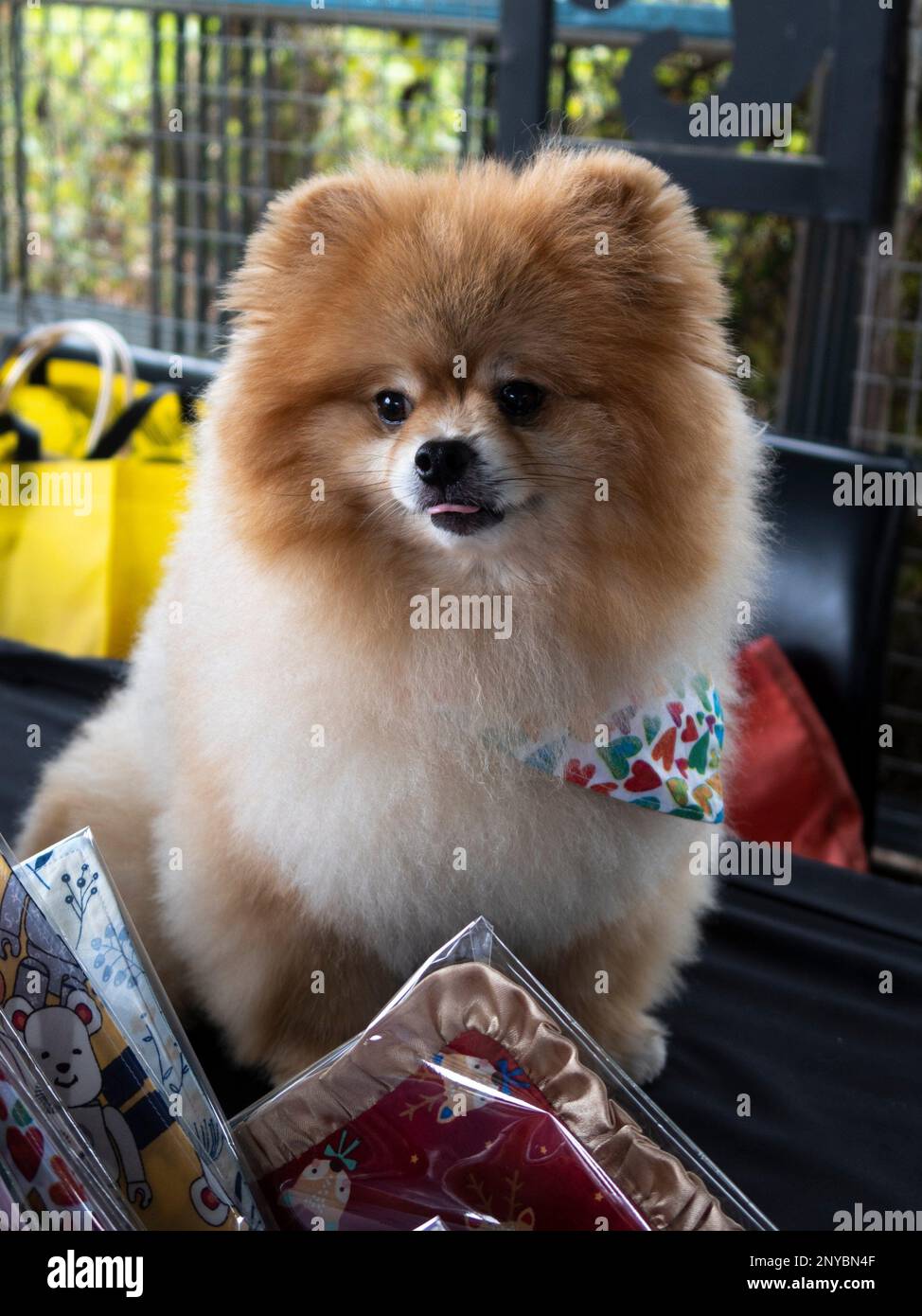 Bark Park Saradise Pet Market, Kuching, Sarawak, East Malaysia, Borneo