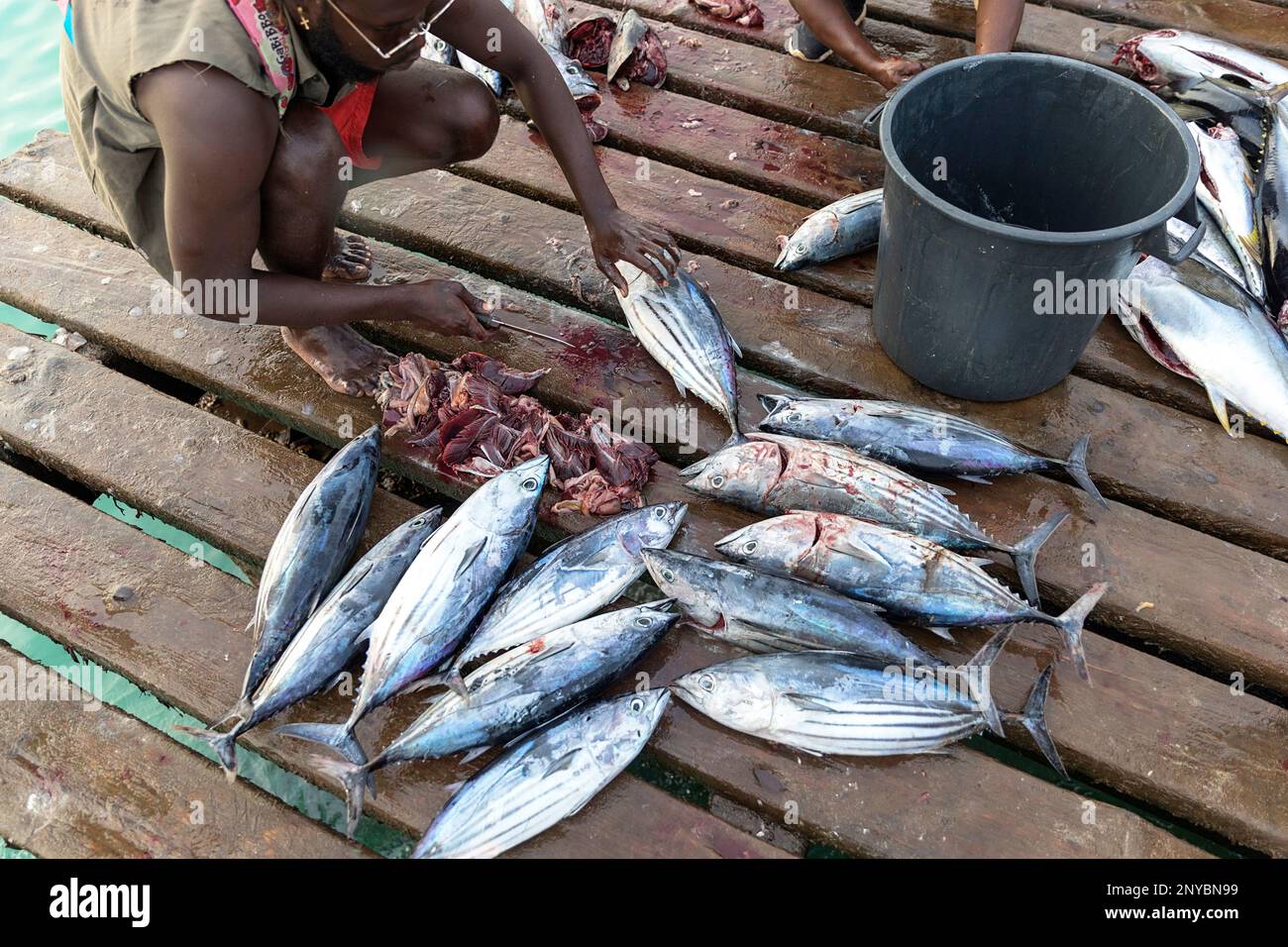 Mackerel fishing hi-res stock photography and images - Alamy